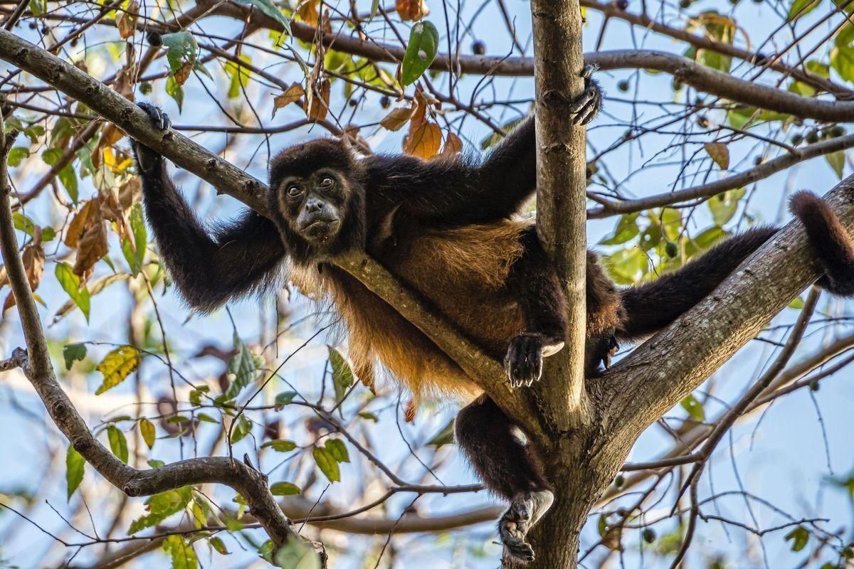 ¿Por qué se llama así la viruela del mono? ¿Por qué se llama así la viruela del mono?