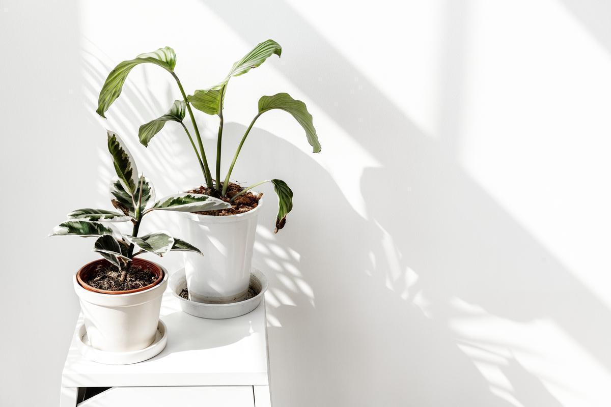 Plantas en casa | ¿Cuáles son las plantas más resistentes y fáciles de cuidar tu hogar? | El Periódico de España