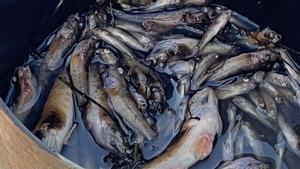 El desastre se repite: aparecen cientos de peces muertos en el Mar Menor
