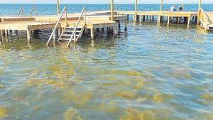 Acumulación de algas en torno al balneario de Los Urrutias, donde los vecinos protestan por el estado de sus playas.