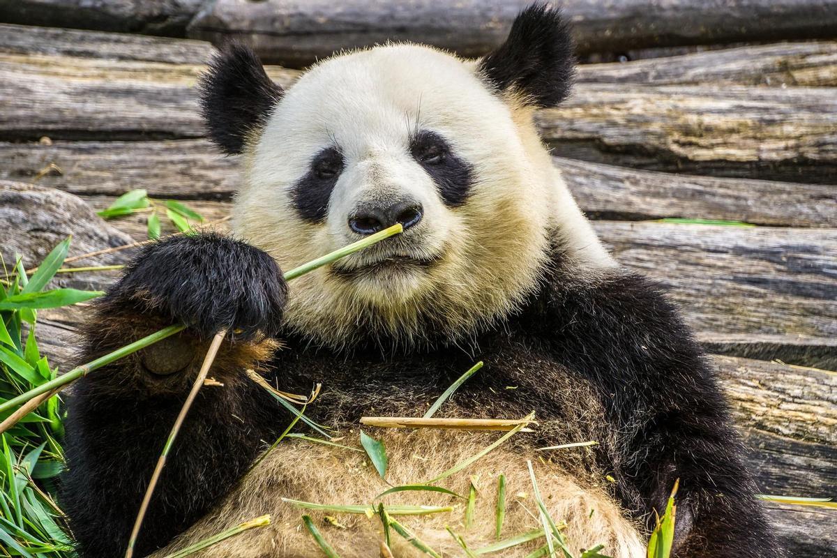 ¿Cómo se convirtió el panda en el único oso vegetariano del mundo?