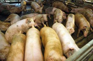 Bienestar animal: dos visiones opuestas sobre la ganadería intensiva española