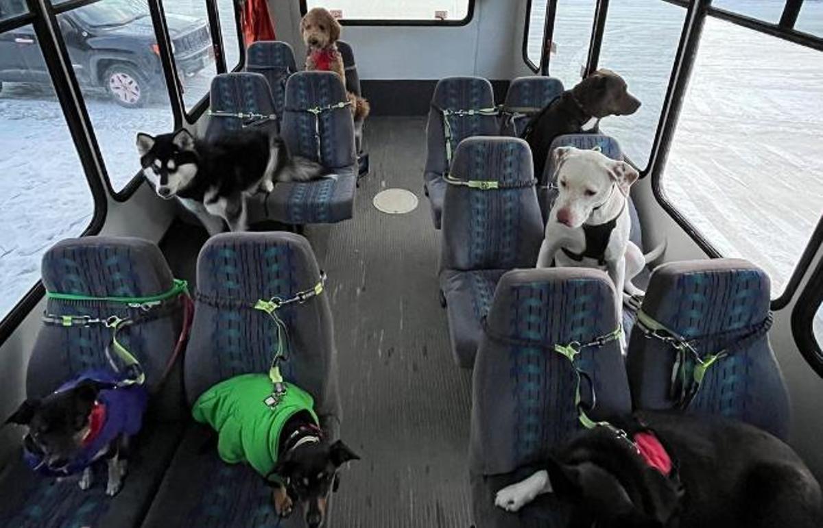 El autobús para mascotas que arrasa en Alaska: así es la idea innovadora de negocio