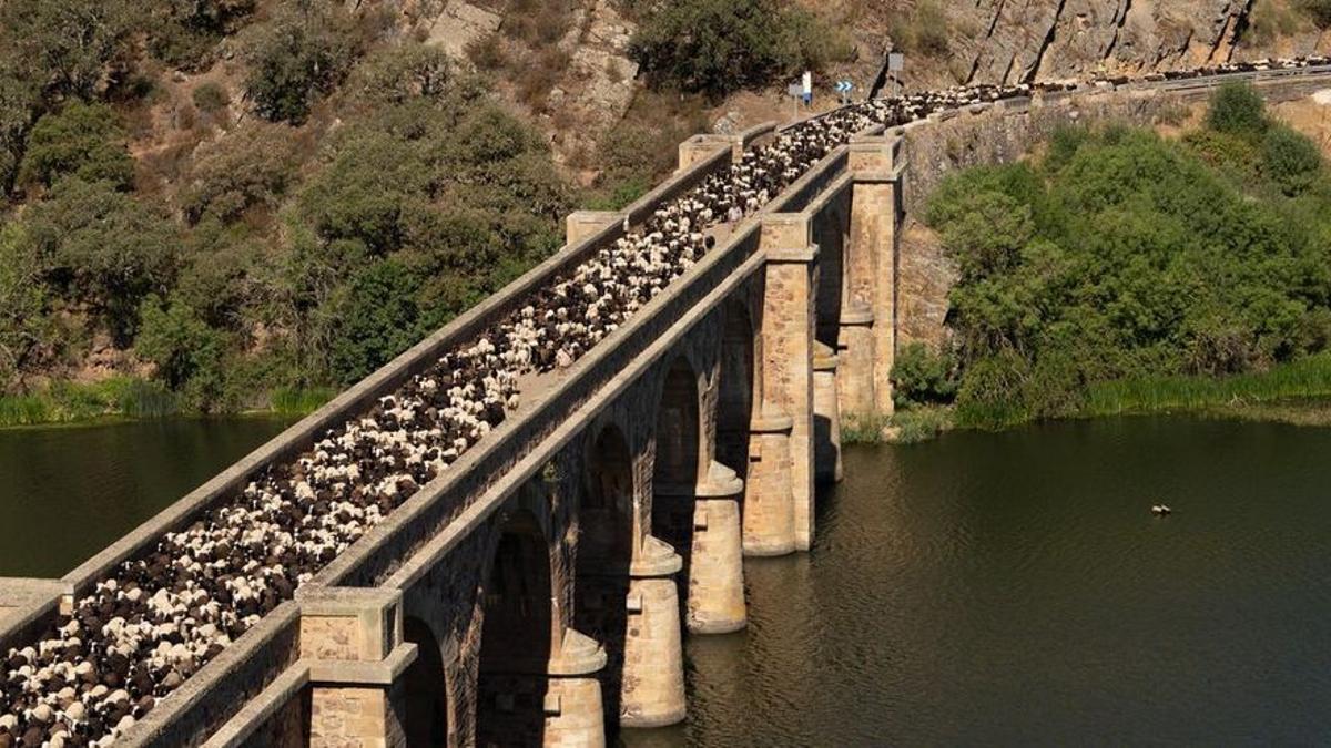 Las ovejas cruzan el Puente Quintos camino de Fontanillas de Castro.