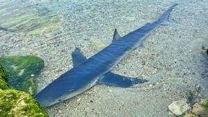 Aparece un tiburón de dos metros en una playa de Ibiza