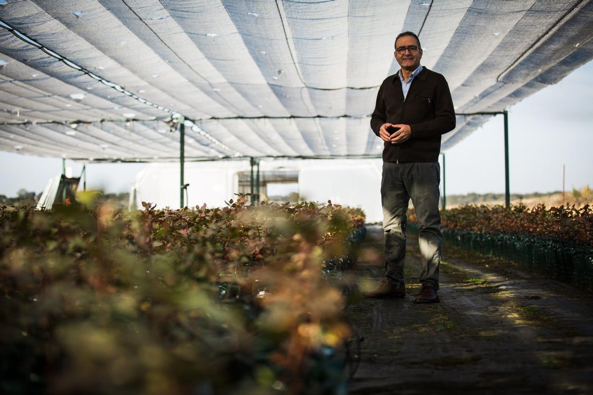 El empresario Magid Rahmati en su plantación de pistachos de Moraleja. El empresario Magid Rahmati en su plantación de pistachos de Moraleja.