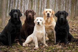 Perros labradores de distintos colores.