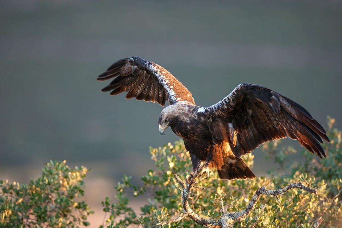 El águila imperial ibérica 'resucita': 101 parejas solo en Castilla y León