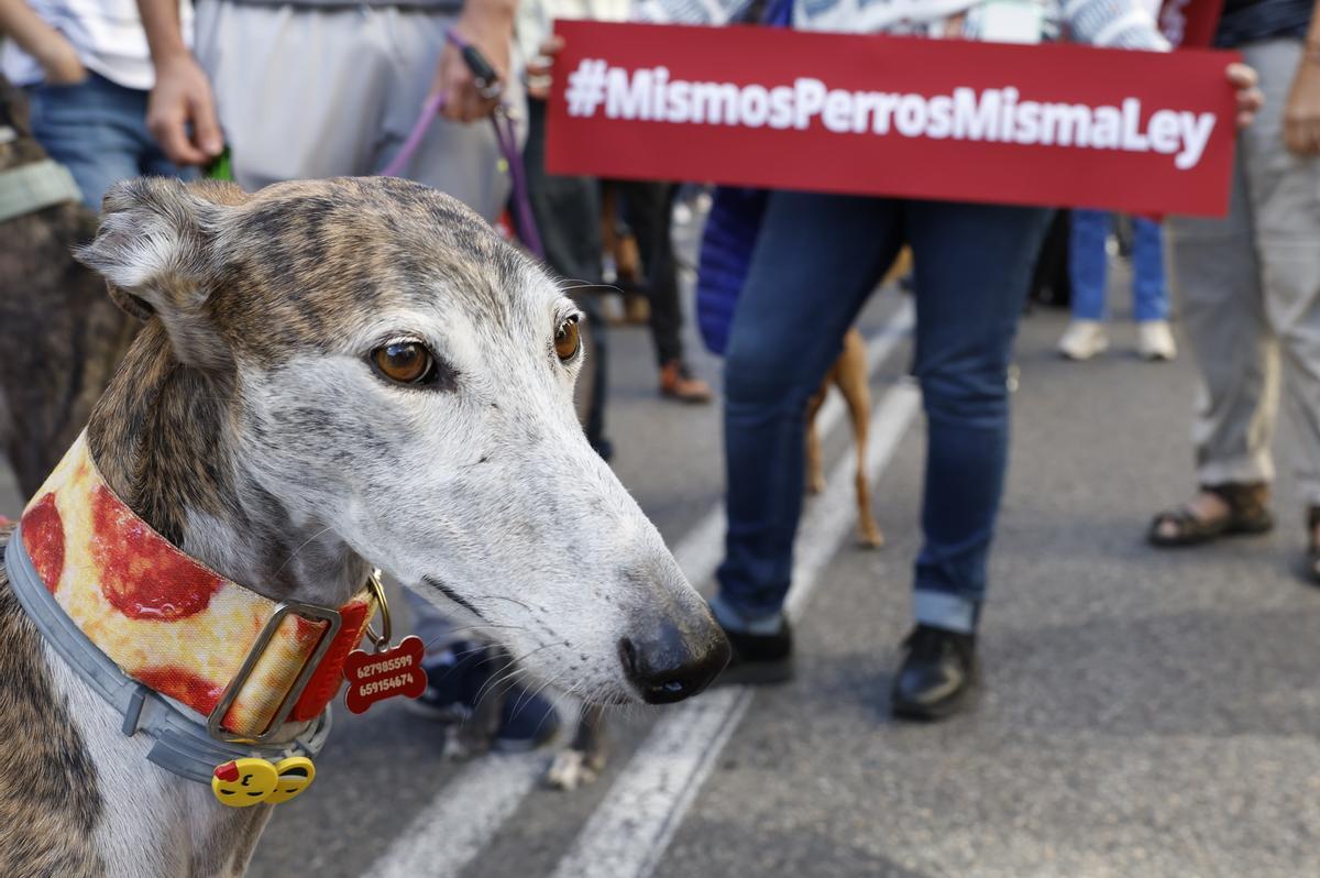 MADRID, 30/09/2022.- Activistas de asociaciones animalistas se manifiestan frente al Congreso de los Diputados para pedir al PSOE la retirada de la enmienda a la Ley de Protección Animal en la que pide excluir a los perros usados para cazar, este viernes, en Madrid. EFE/ Chema Moya
