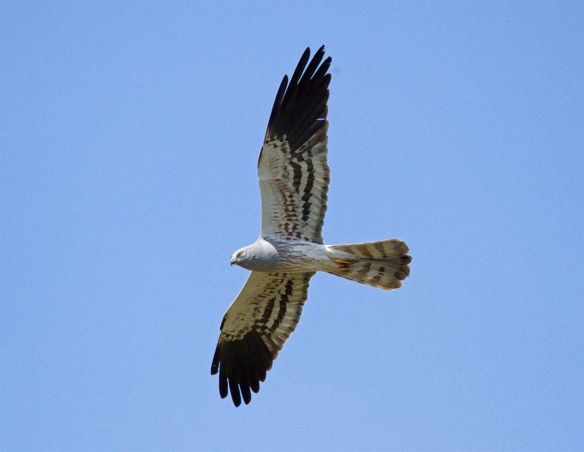 La energía eólica mata en Asturias hasta 3.000 aves y murciélagos La energía eólica mata en Asturias hasta 3.000 aves y murciélagos