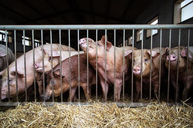 Varios cerdos en una granja porcina de Segovia, en Castilla y León.