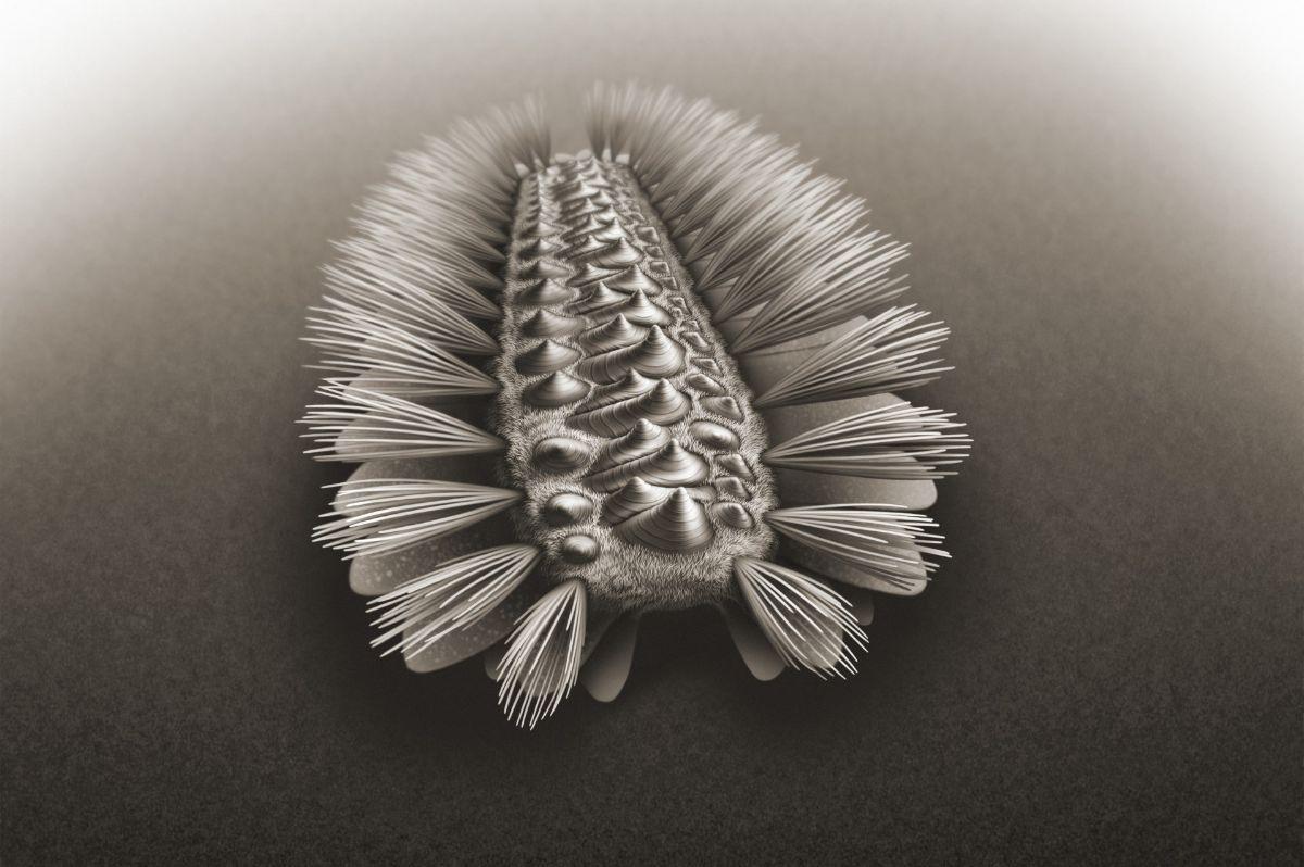 Un gusano de 518 millones de años sería un importante eslabón perdido de la evolución