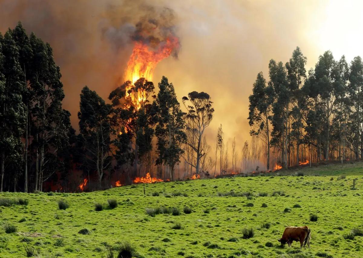 ¿Cómo abordar el reto de los incendios forestales?