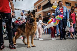 Los perros grandes podrán viajar con Renfe: estas son las razas y tamaños permitidos