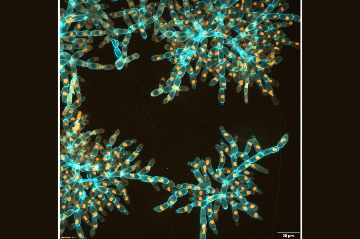 Un hongo desarrollado en laboratorio muestra cómo habría evolucionado la vida multicelular en la Tierra primitiva