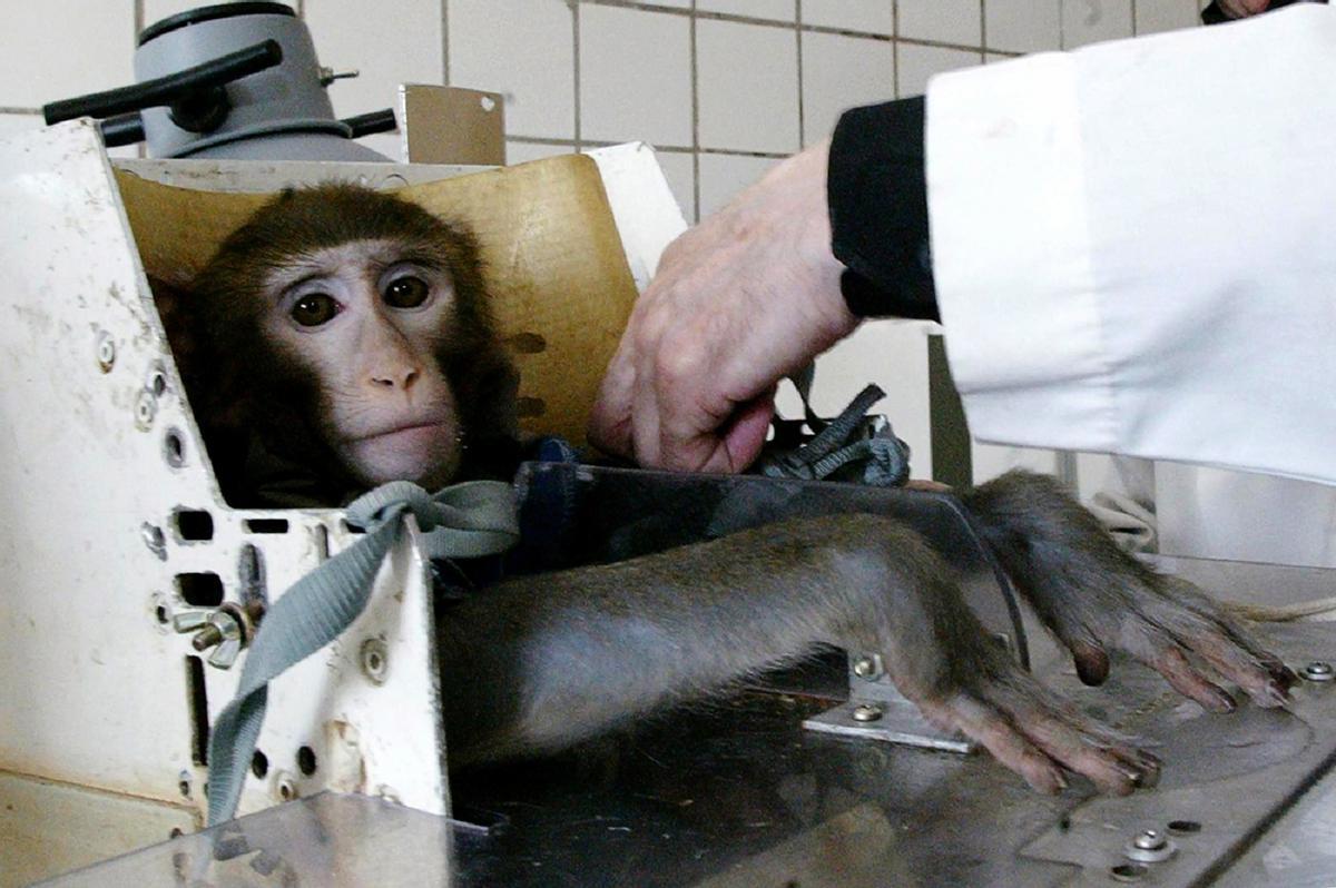 Ya no será obligatorio experimentar con animales para aprobar medicamentos en EEUU