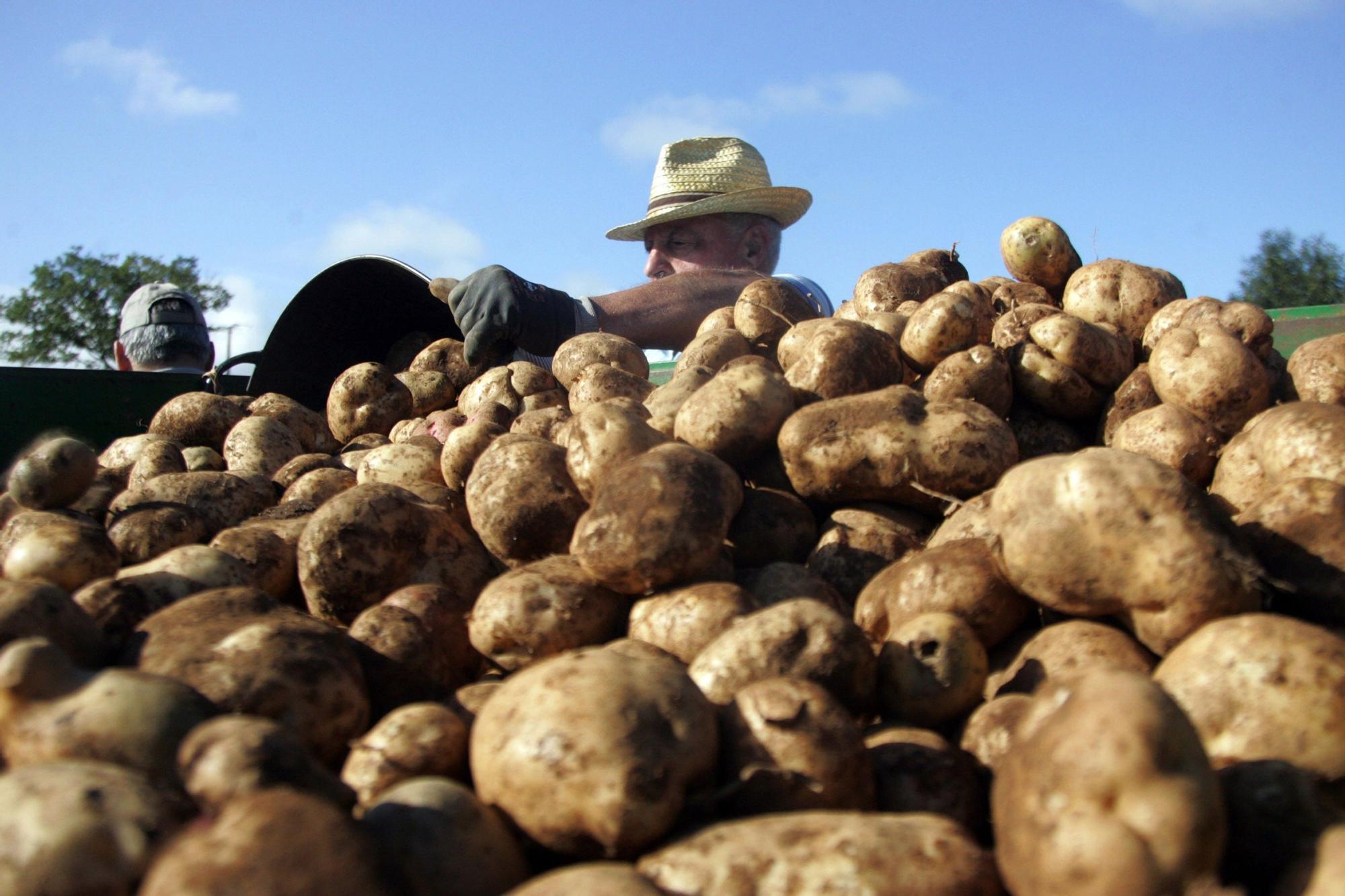 The reasons why we should not stop eating potatoes even when we are on a diet