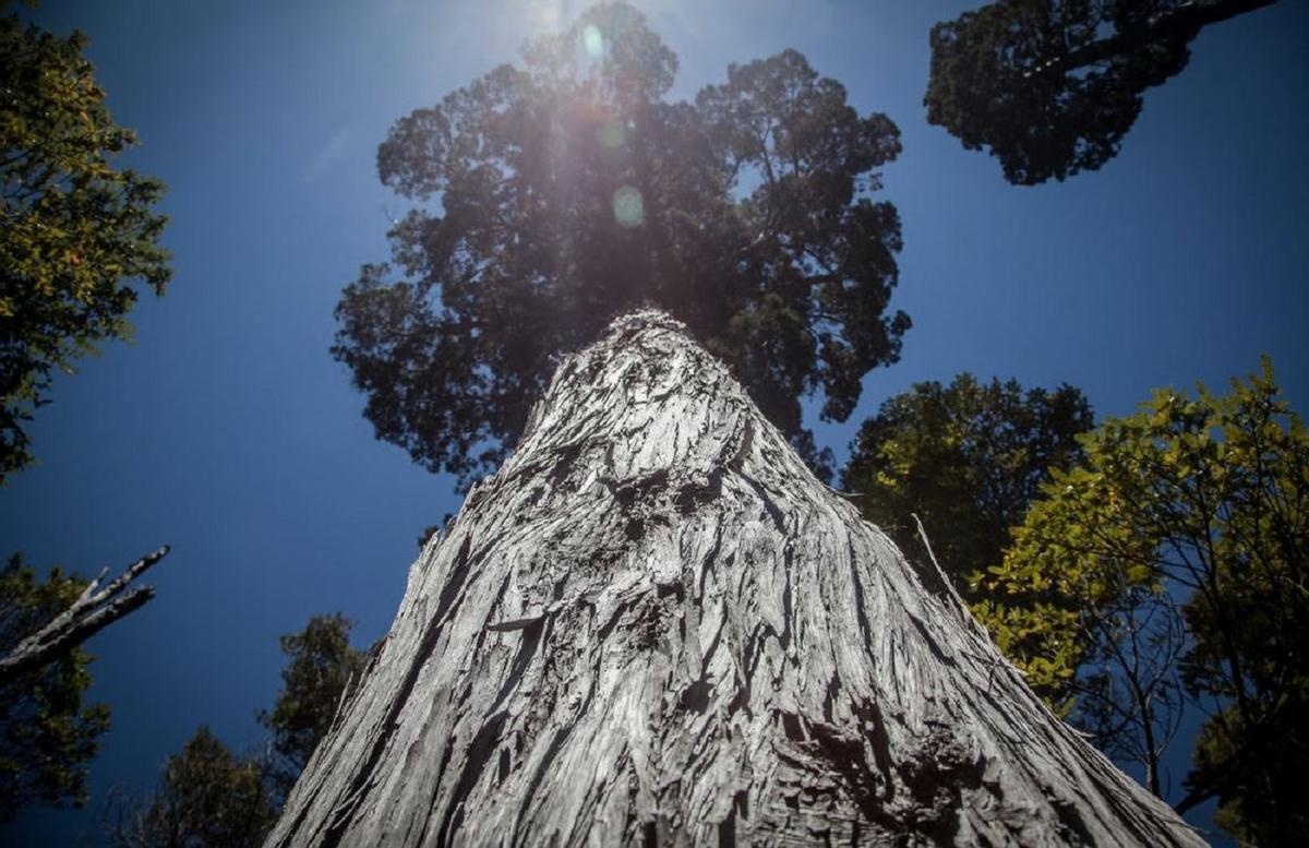 'Gran abuelo': posiblemente, el árbol más viejo del mundo