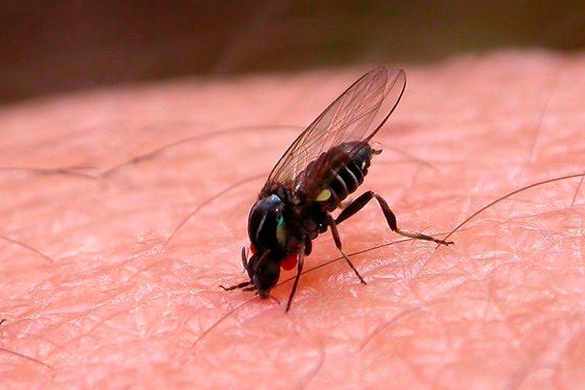 Cinco remedios caseros para acabar con las moscas en casa