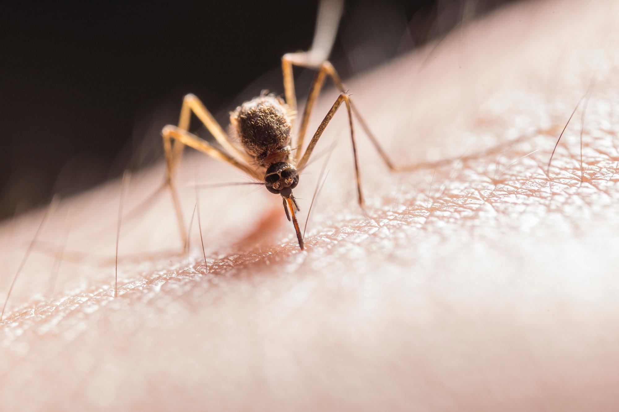 Walter Cunningham Mejor saludo A los mosquitos ni se les ocurrirá entrar a tu casa si pones esta planta |  El Periódico de España