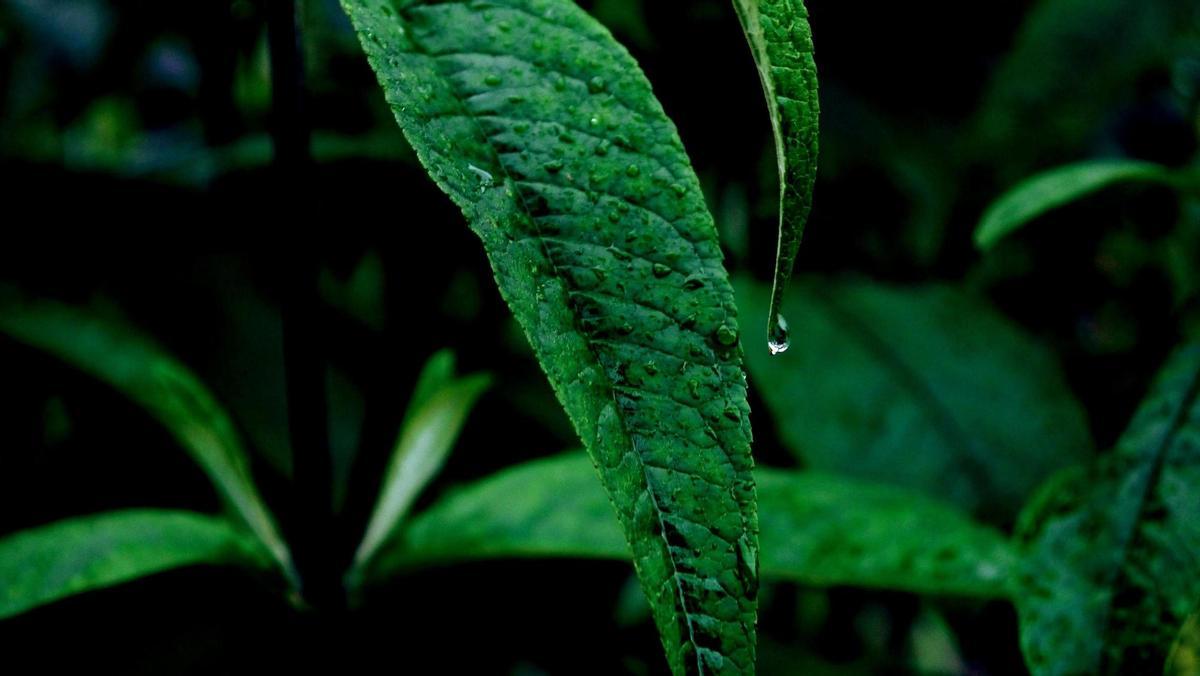 Revolucionario descubrimiento: fotosíntesis artificial para cultivar sin luz