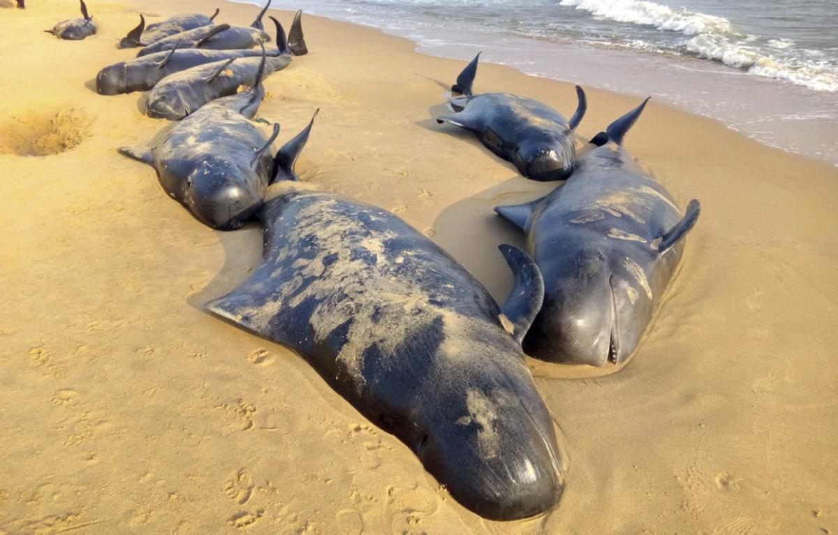 Unas 230 ballenas aparecen varadas, y la mitad mueren, en una playa de Tasmania
