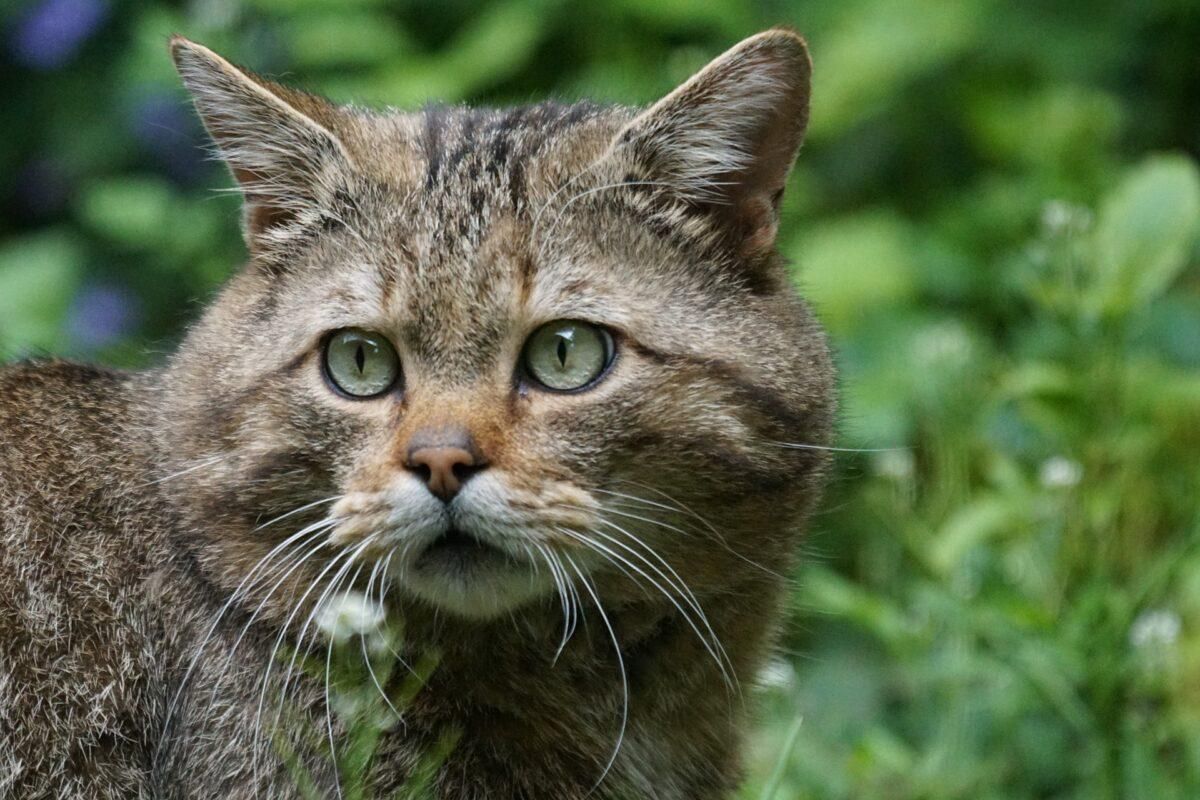 El gato montés (Felis silvestris) El gato montés (Felis silvestris)