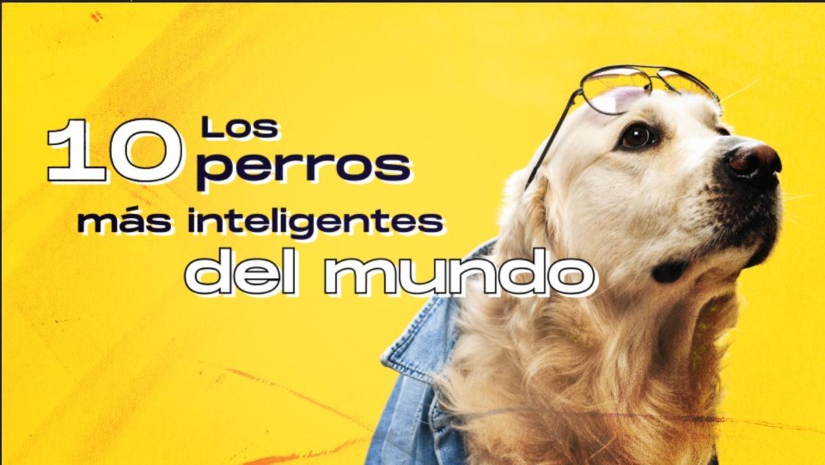 Los 10 perros más inteligentes del mundo: del pastor belga al golden retriever
