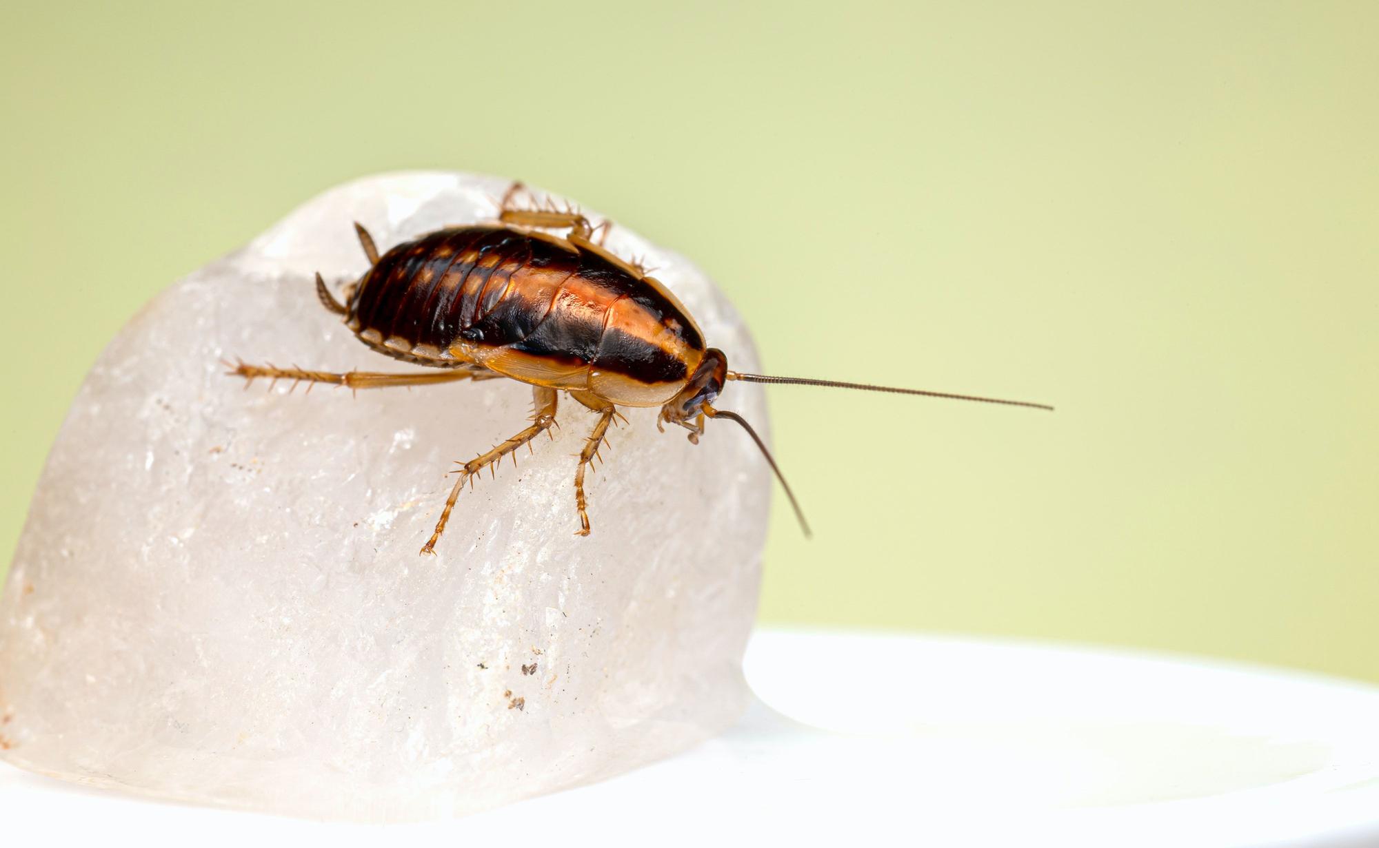 Descubre cómo son los huevos de cucaracha