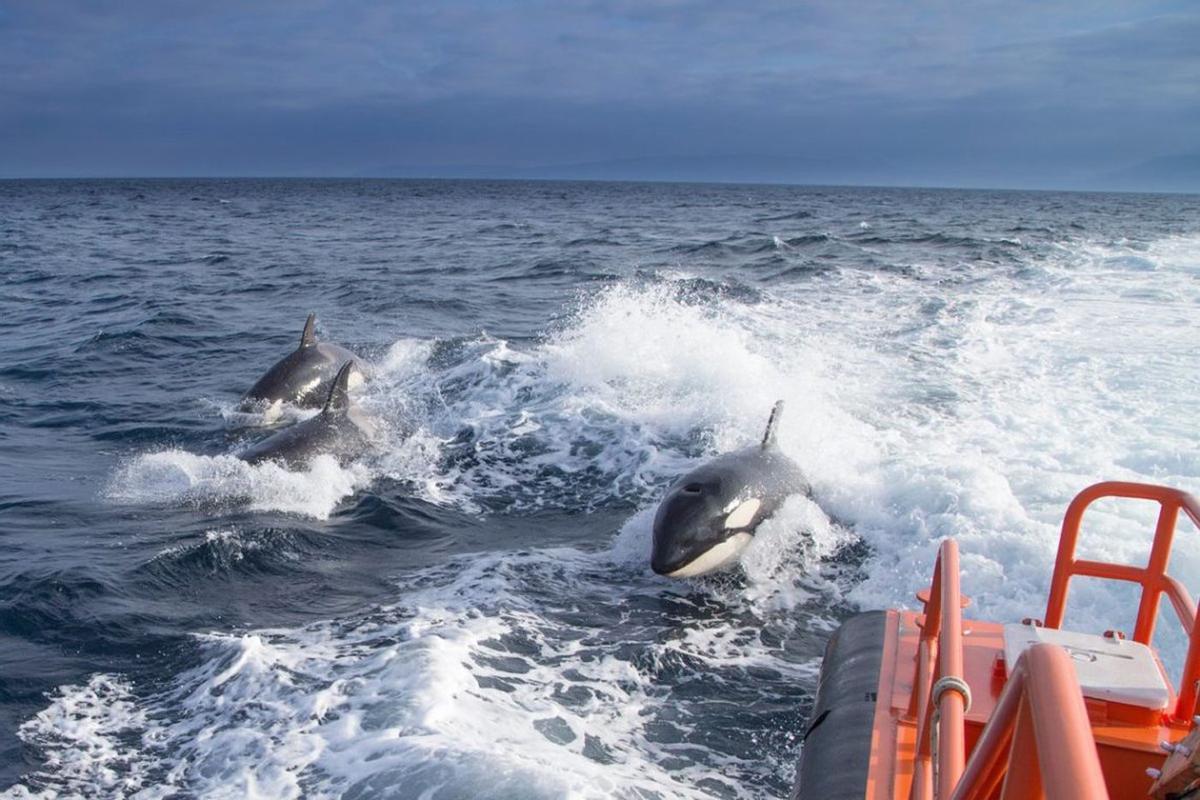 Las orcas del Estrecho vuelven a embestir contra barcos y desarrollan nuevas técnicas