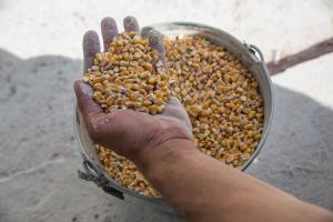 España ayudará a sacar grano de Ucrania y lo almacenará en Tarragona y Barcelona