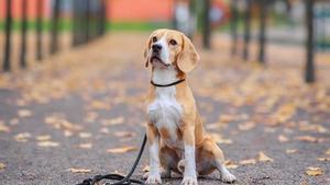 Pasear perros sin correa solo está permitido dentro de las zonas y horarios habilitados. 