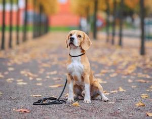Pasear perros sin correa solo está permitido dentro de las zonas y horarios habilitados. 