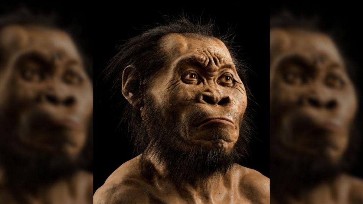 Reconstrucción de la cabeza del Homo naledi, a partir de escaneos óseos. Reconstrucción de la cabeza del Homo naledi, a partir de escaneos óseos.