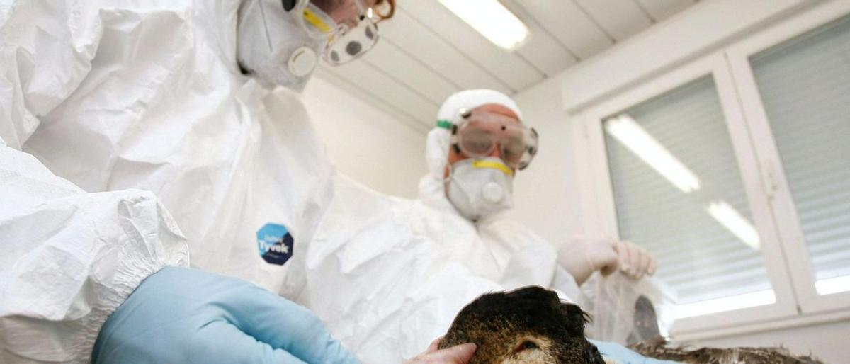 Veterinarios analizan un pato para comprobar si está infectado de gripe aviar.