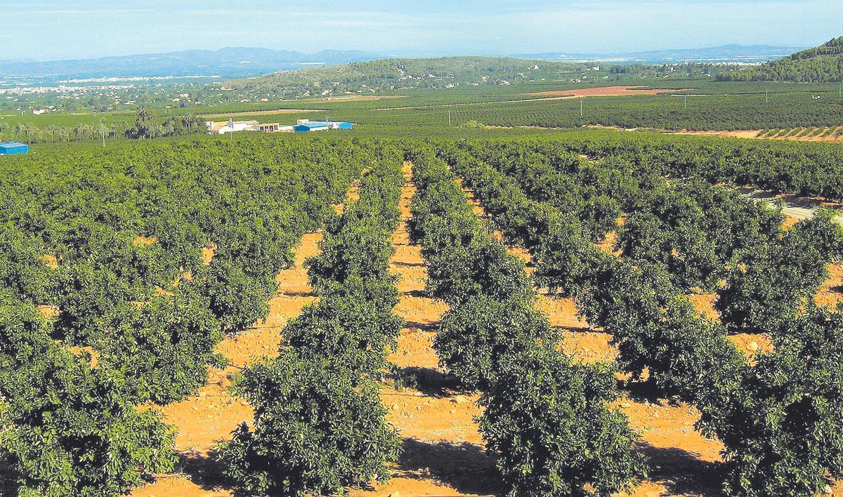 Finca de cítricos situada al norte de Sagunt, una de las principales comarcas productoras de España Finca de cítricos situada al norte de Sagunt, una de las principales comarcas productoras de España