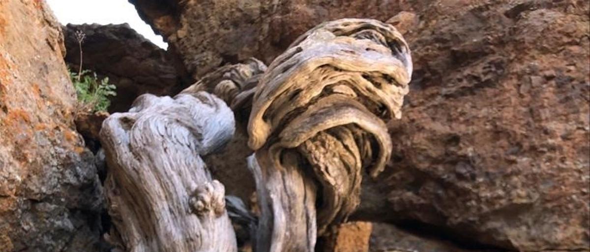 El árbol más viejo de Europa está en el Teide | El Periódico de España