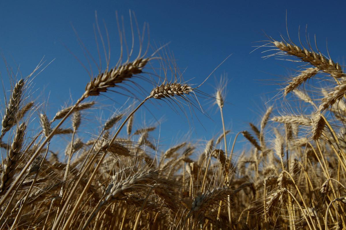Espigas de trigo en un campo cercano a Kiev (Ucrania)