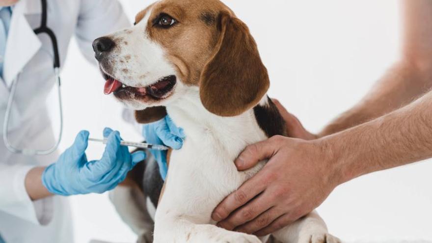 Essential Vaccines for Dogs and Cats: Protecting Your Pets’ Health