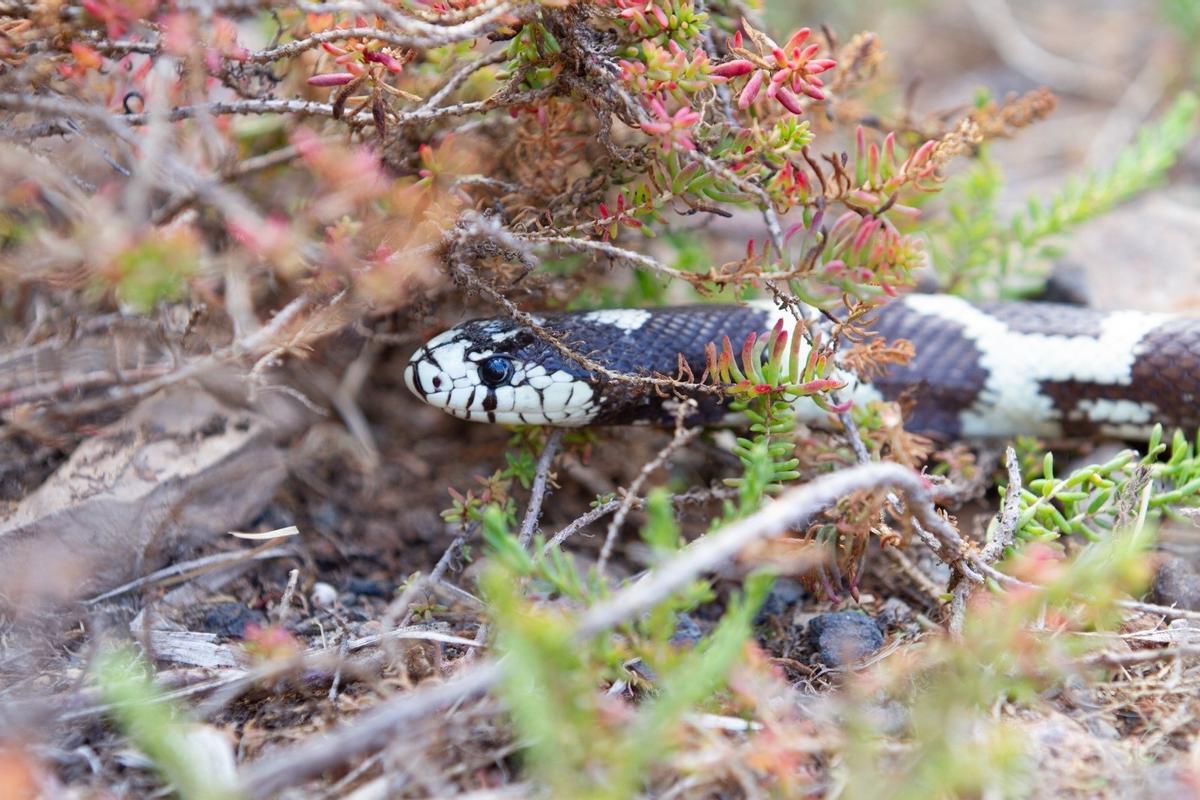 El lagarto gigante de Gran Canaria, acorralado por la culebra invasora californiana