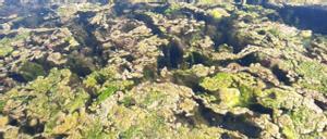 Proliferación de algas filamentosas frente a la costa de San Javier.
