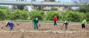 El recorte del Tajo-Segura obligará a indemnizar a los agricultores del trasvase con más de 5.000 millones de euros
