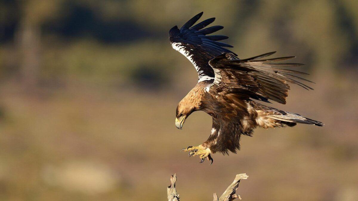Águila imperial ibérica: la rapaz que escapó por los pelos de la extinción