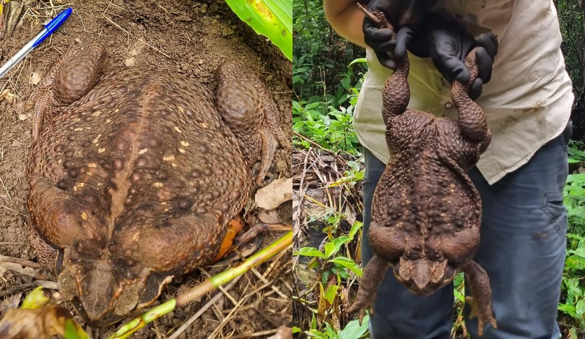 Toadzilla es el sapo más grande encontrado hasta el momento. TWITTER Toadzilla es el sapo más grande encontrado hasta el momento. TWITTER