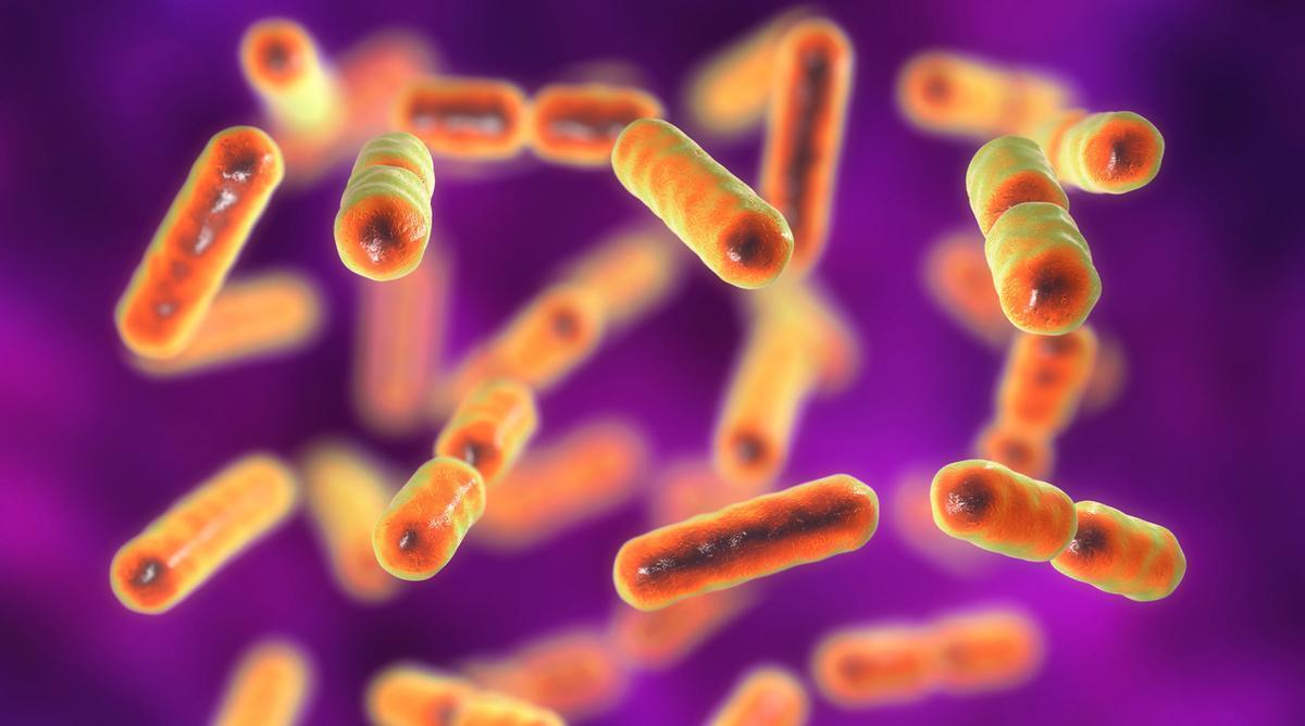 Investigadores de Barcelona "tunean" bacterias para convertirlas en fármacos