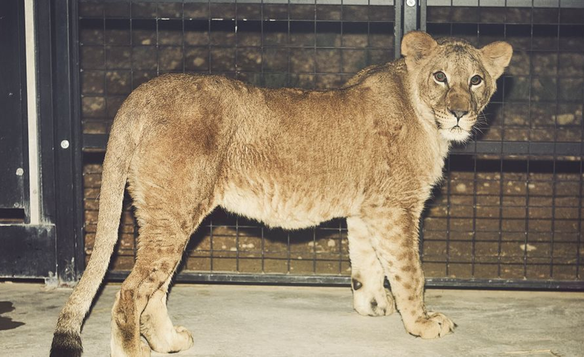 Ya están en Alicante varios leones rescatados de Ucrania