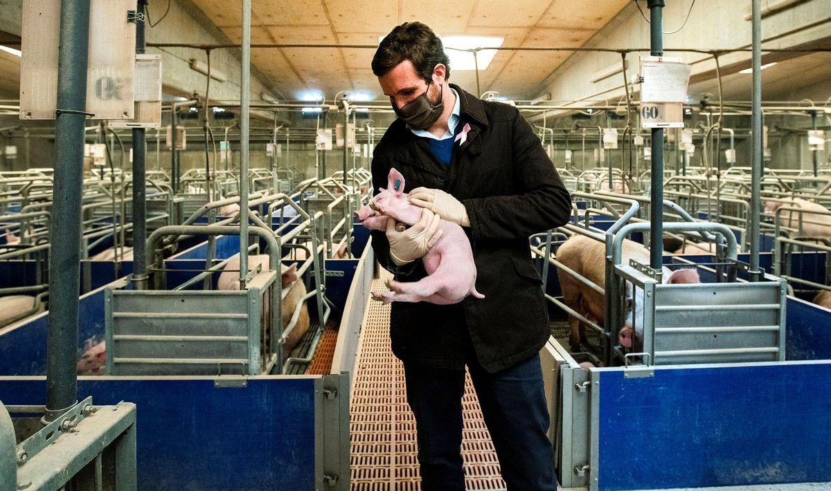 Los votos de la carne desatan la pugna entre PP y Vox en Castilla y León Los votos de la carne desatan la pugna entre PP y Vox en Castilla y León
