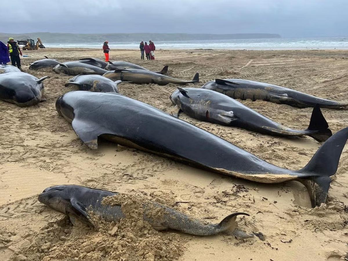 ballenas en la playa