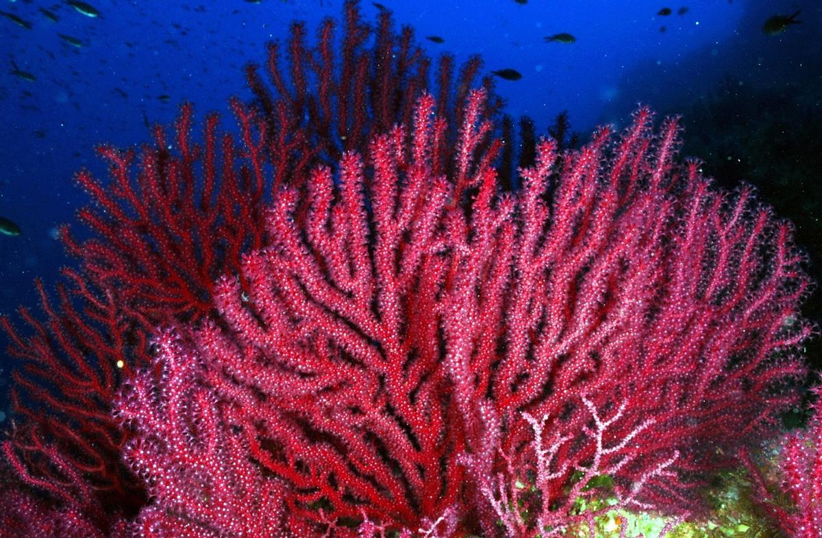 Una red de 18 acuarios recuperará en Cataluña corales 'pescados' accidentalmente