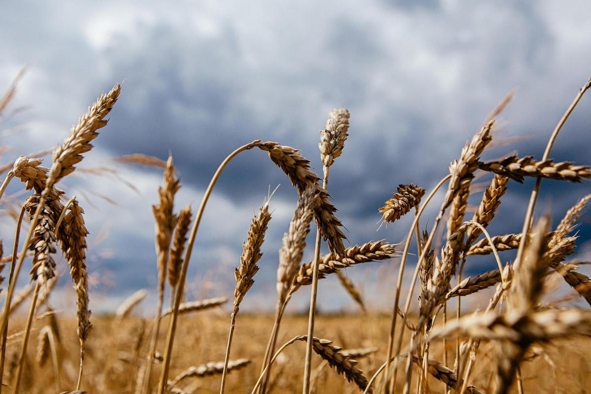 La producción de cereales en la UE caerá un 2,5% respecto a 2021 por la sequía